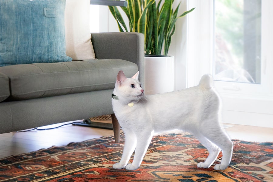 white Japanese bobtail cat on a rug by a gray couch and window