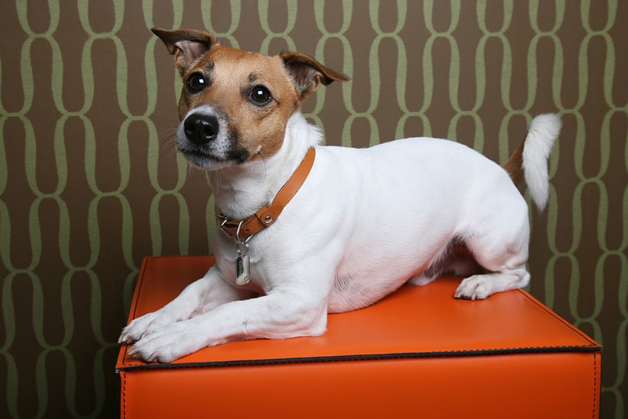 Life Expectancy What Kind Of Dog Is A Jack Russell Terrier Puppies