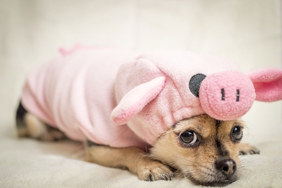 chihuahua pug mix dog dressed as a pig lying on the floor