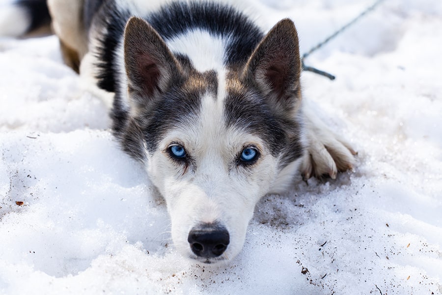 Playing dogs on snow. Husky dogs jump, bite, fight. Friendly two siberian  husky dogs. Stock Photo