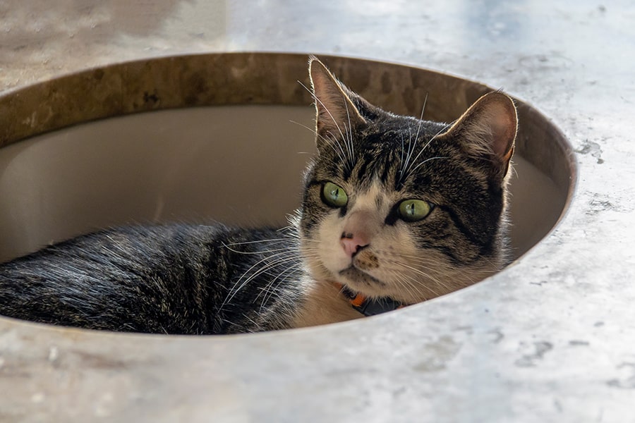 American wirehaired cat lying in a bathroom sink