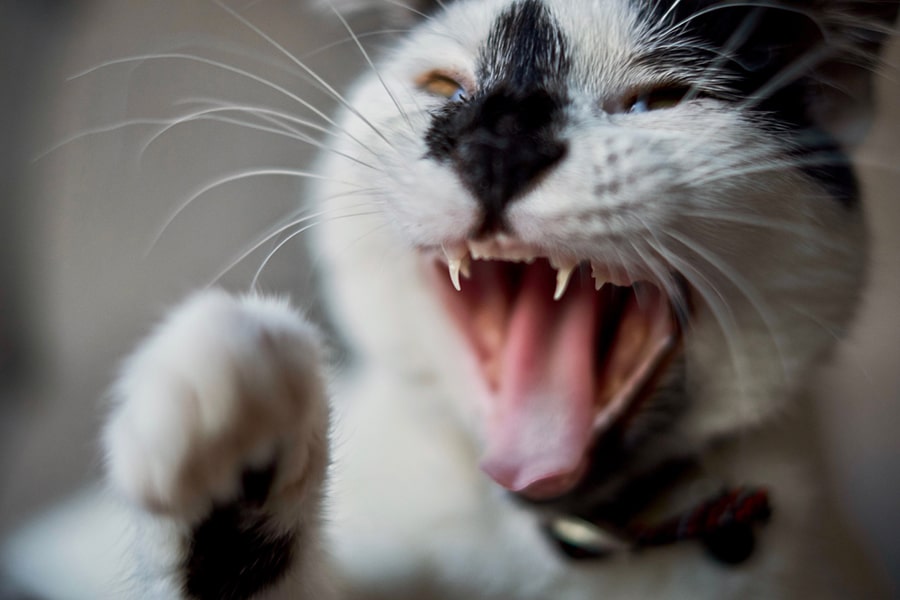 tuxedo cat hissing and swatting