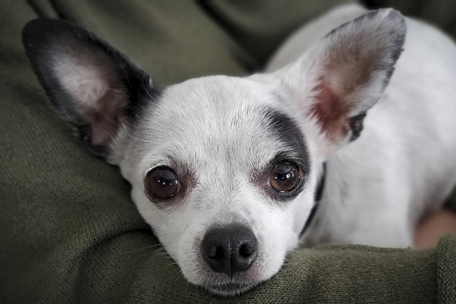 black and white chihuahua dogs