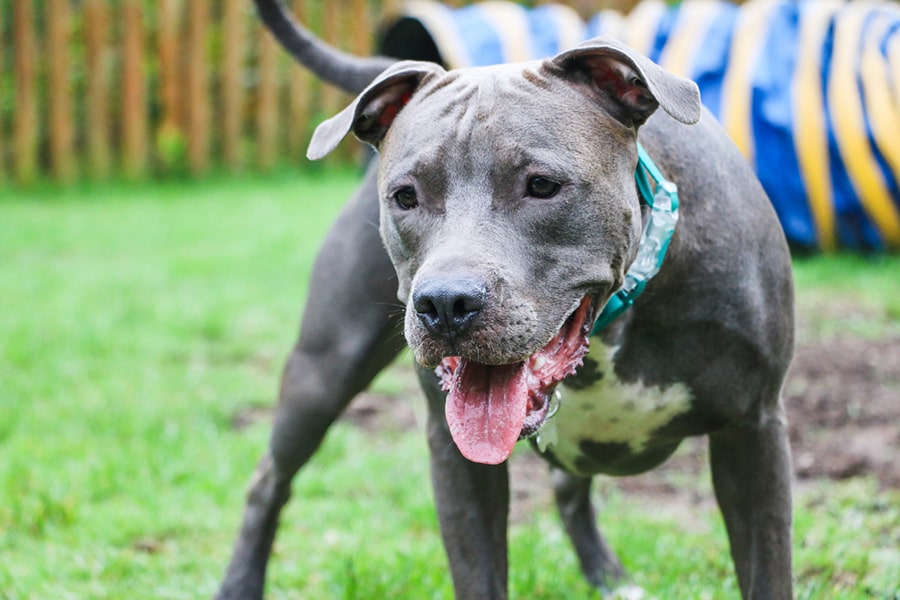 happy gray and white pit bull playing in a fenced in yard