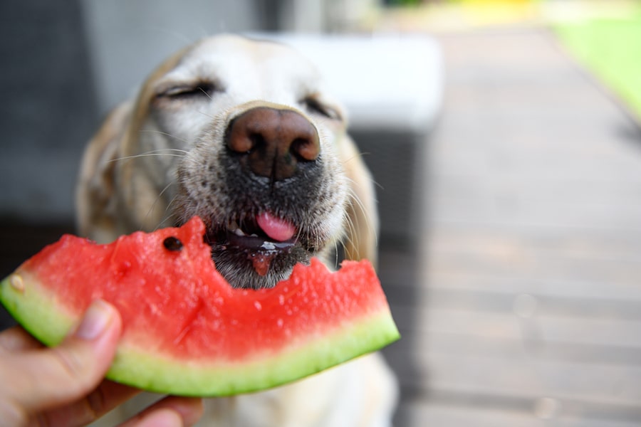 yellow Labrador enjoying a bite of watermelon