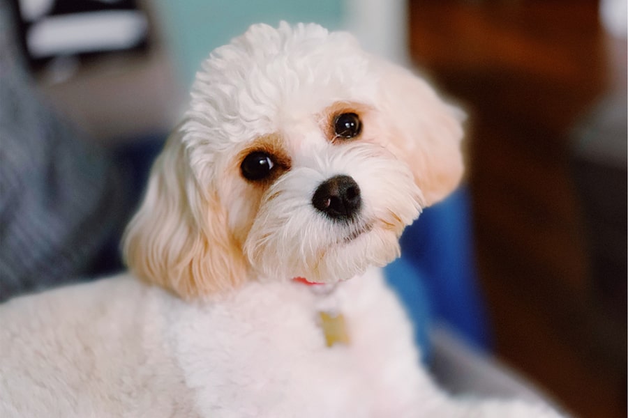 Cavachon Deals Cavachon Puppy Haircuts Cavachon Puppy Cut On Sale