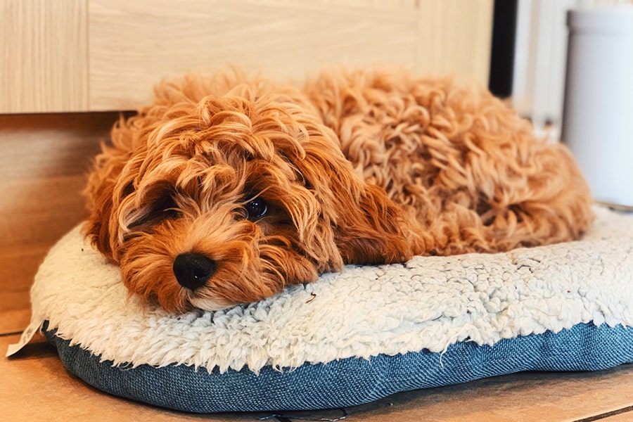 Full Grown F1b Cavapoo Breeders How Big Cavapoo Puppies Size