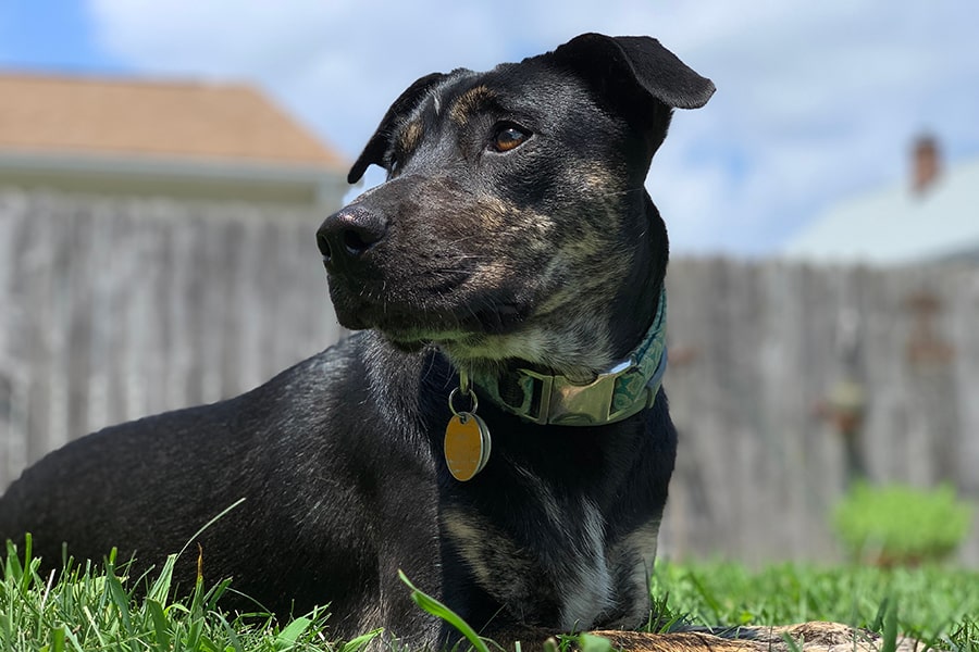 Catahoula Pitbull Mix Brindle Catahoula Puppy Kahlua Leopard Dog