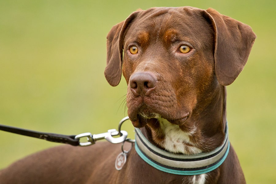 American Leopard Cur Cataloo Hound Louisiana Catahoula Dog