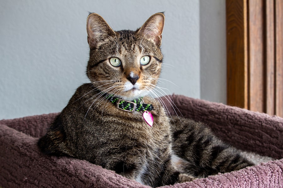 Short Haired Brown Tabby Short Haired Brown Tabby