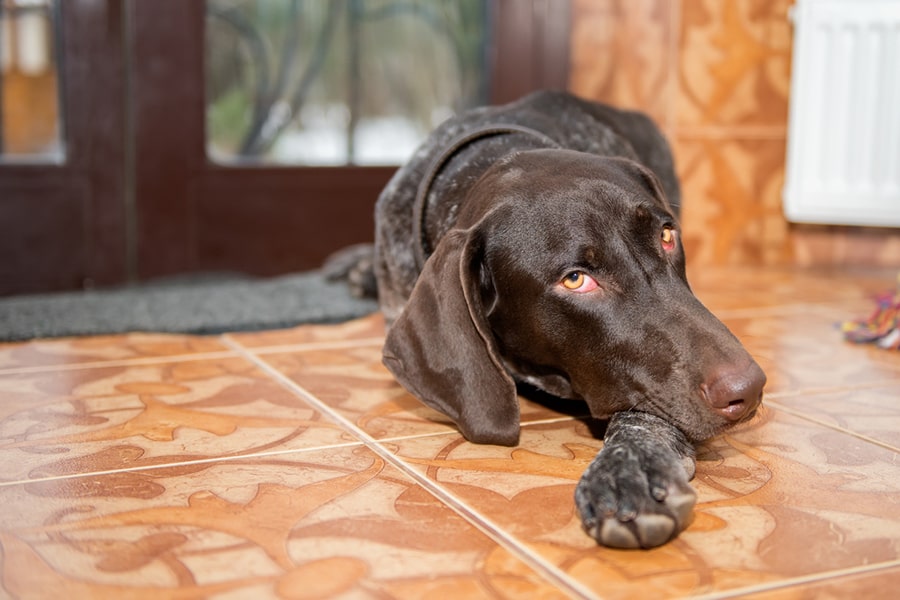 german shorthaired pointer resting on the floor by the front door