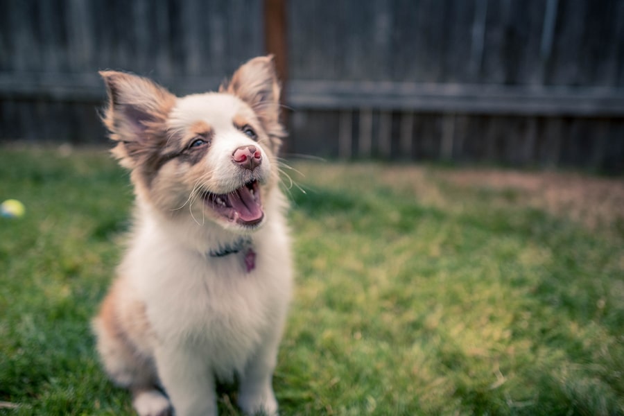 miniature Australian shepherd smiling and sitting in a fenced in yard