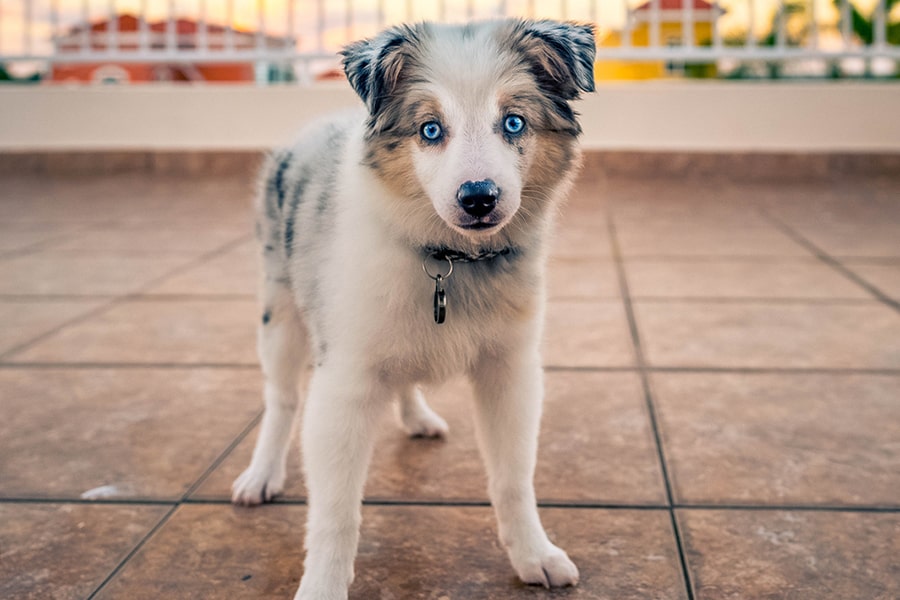 miniature Australian shepherd standing on a fenced in patio