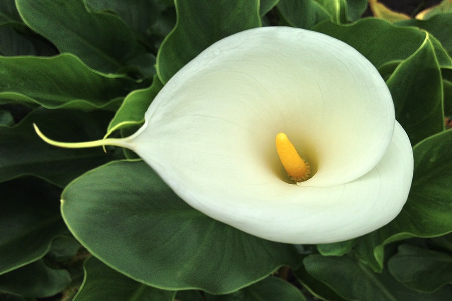 Arum Lily Are Lily Flowers Poisonous To Dogs Are Lilies Bad For