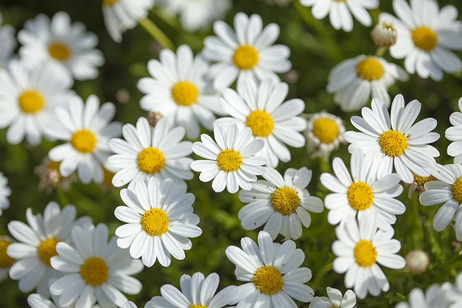 daisy flowers