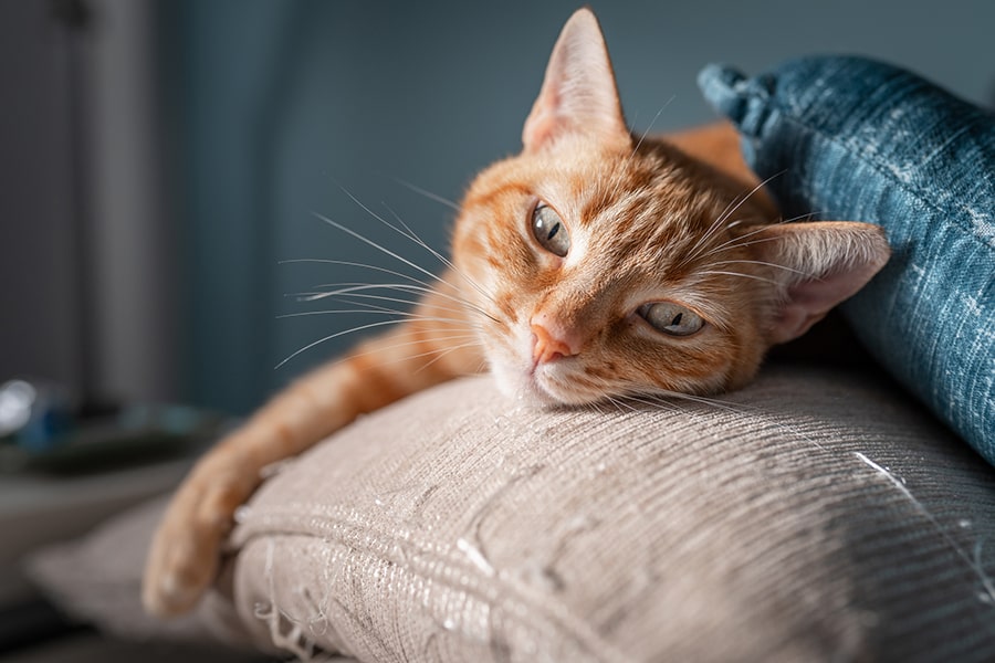 orange tabby cat resting atop a cream couch