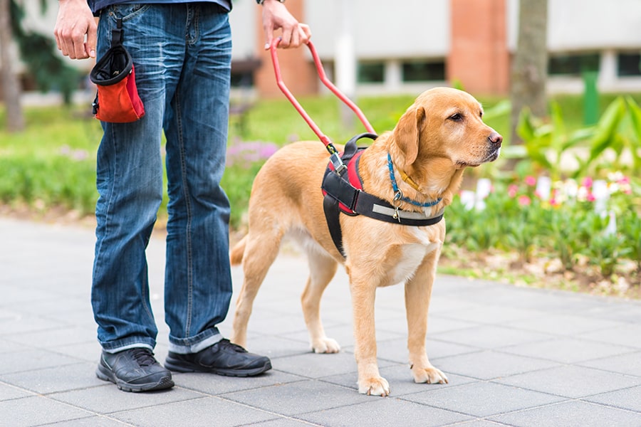 retriever service dog working with a blind person