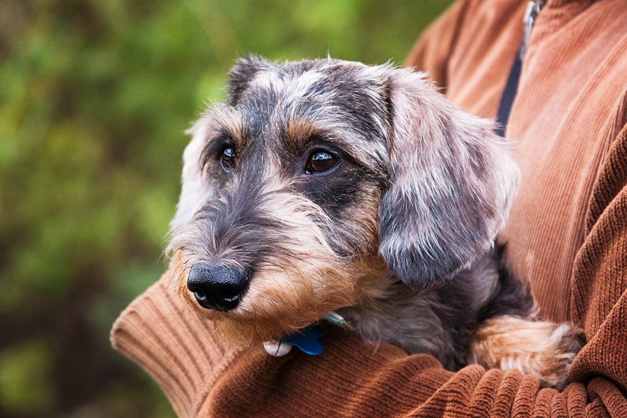 wirehaired dachshund being held by pet parent