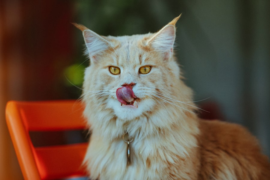 ginger maine coon cat licking her lips