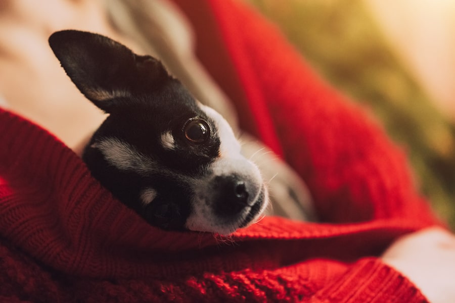 chihuahua dog being held by a woman in a red sweater