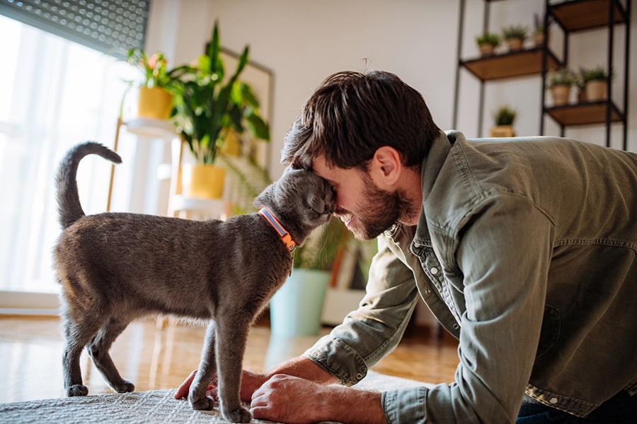 Russian blue cat nuzzling a man at home