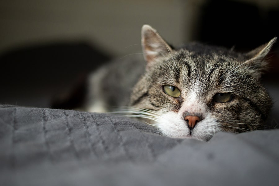 gray tabby cat being petted while cuddling with human