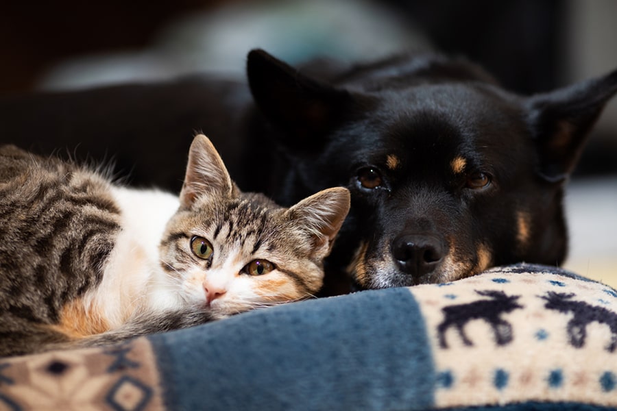 tortoise shell kitten and shiba inu mix dog resting together