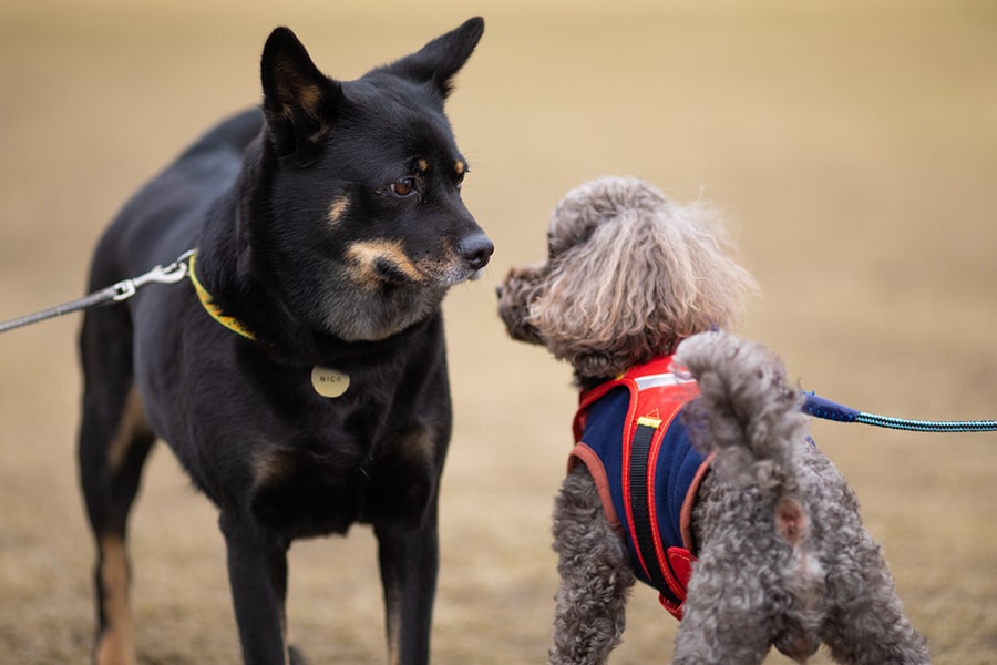 two dogs meeting for the first time at the dog park