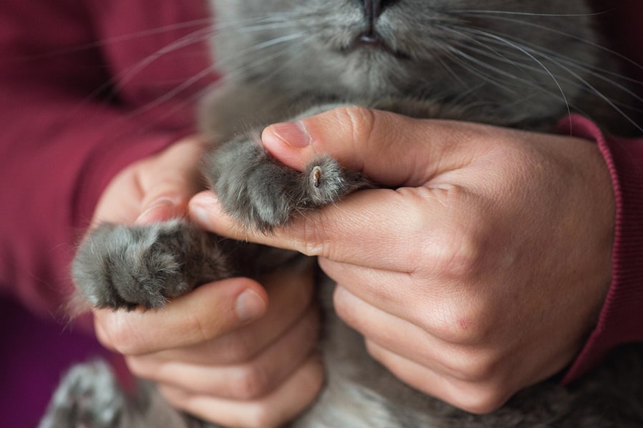 chartreux cat paw with a nail injury