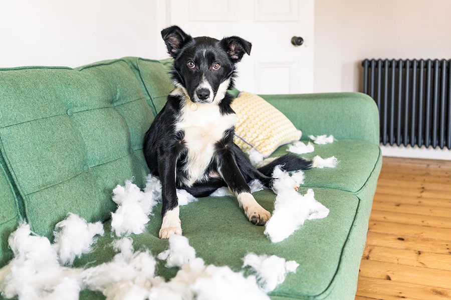 border collie on a green couch surrounded by pillow stuffing