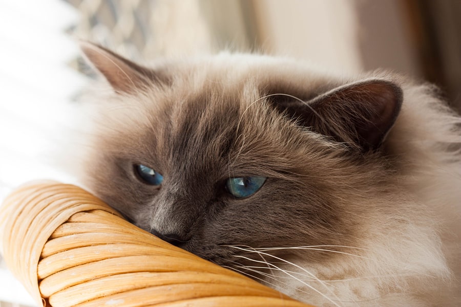 cat resting on a wicker basket