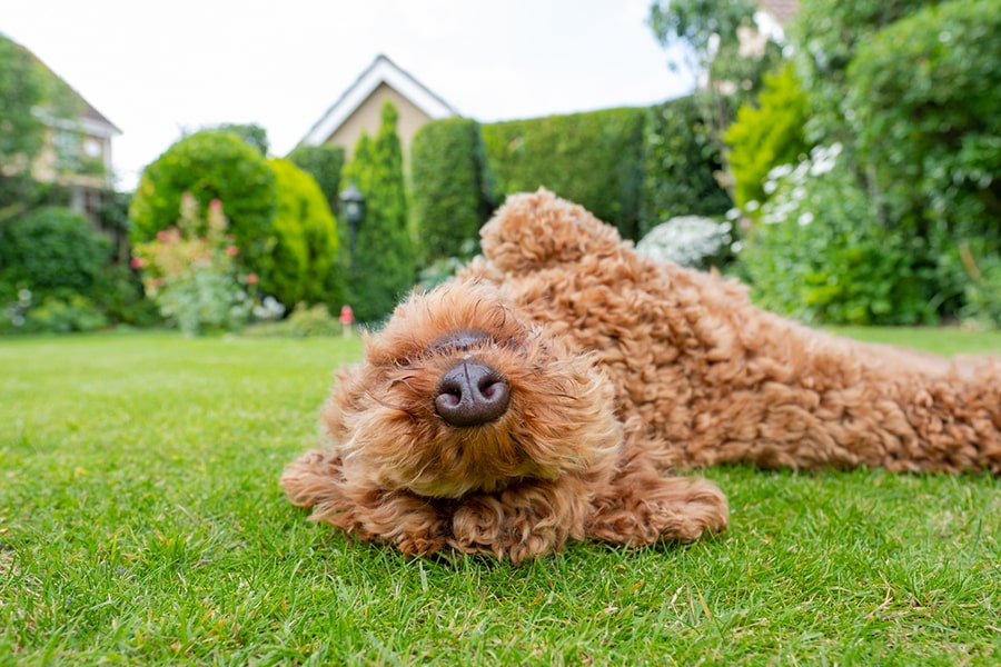 young dog lying in the grass of an enclosed private garden