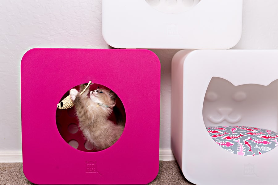 fluffy kitten batting at a cat toy inside a cat house