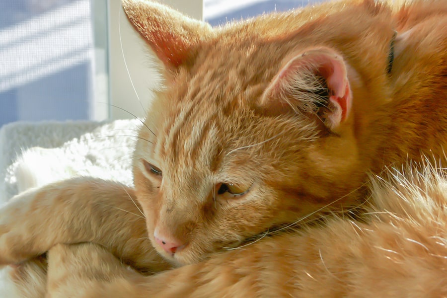 curled up orange cat