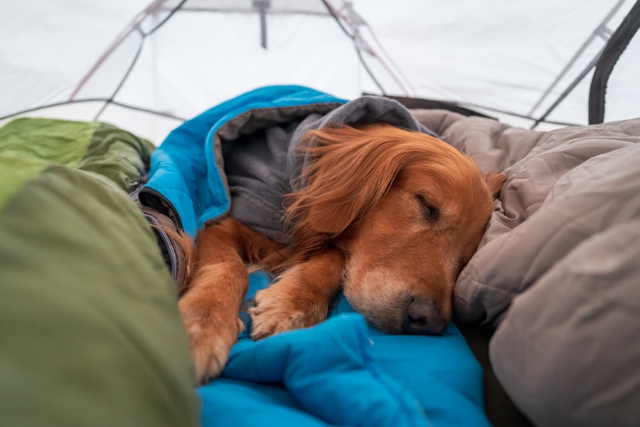 dog sleeping in a tent