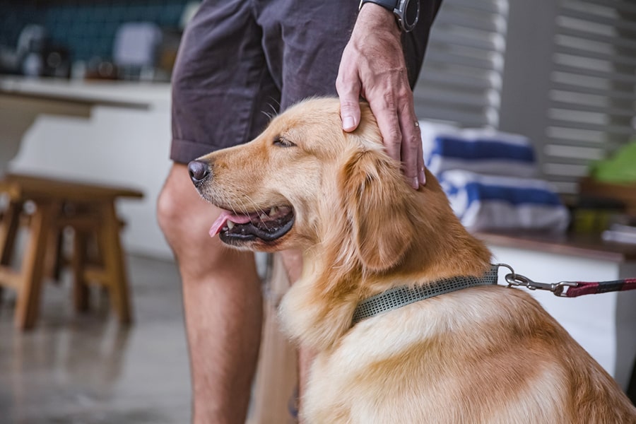 man petting panting dog