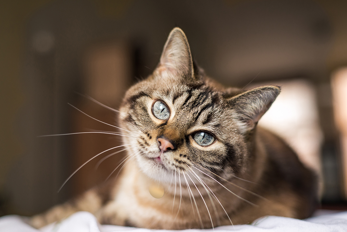 brown cat with gray eyes laying down