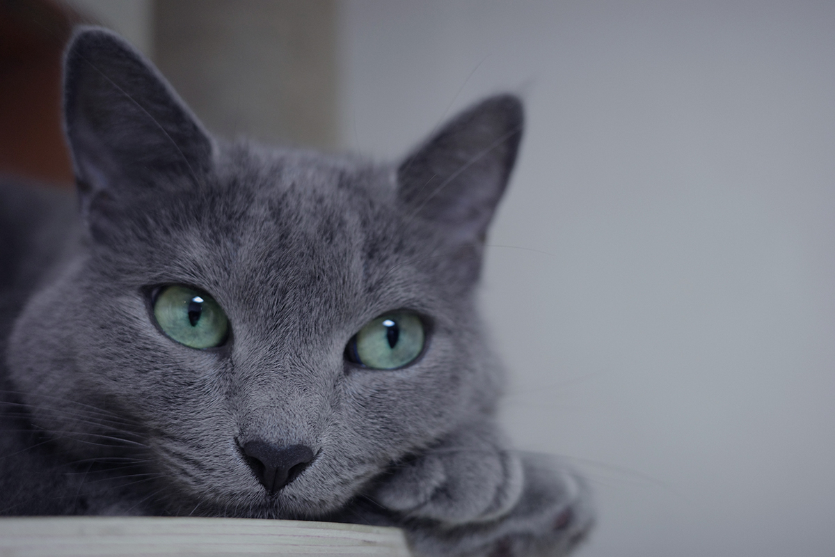 Russian Blue Kitten With Blue Eyes