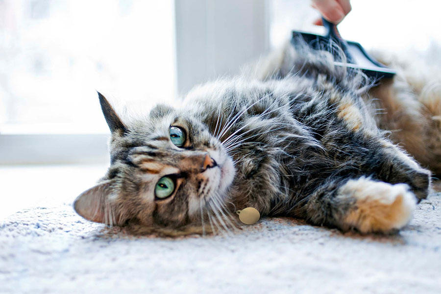 A long-haired cat lying on carpet gets brushed