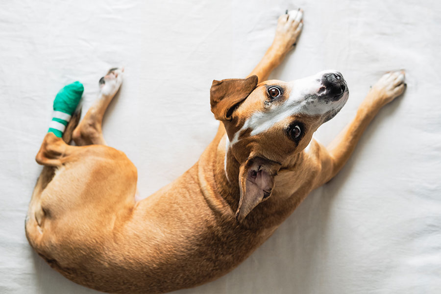 A brown dog lying down with a green cast on its foot