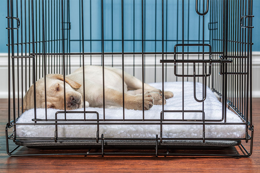 A puppy is asleep in their crate