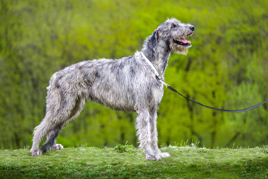 Irish Wolfhound Grooming Tools At Rebecca Bowens Blog
