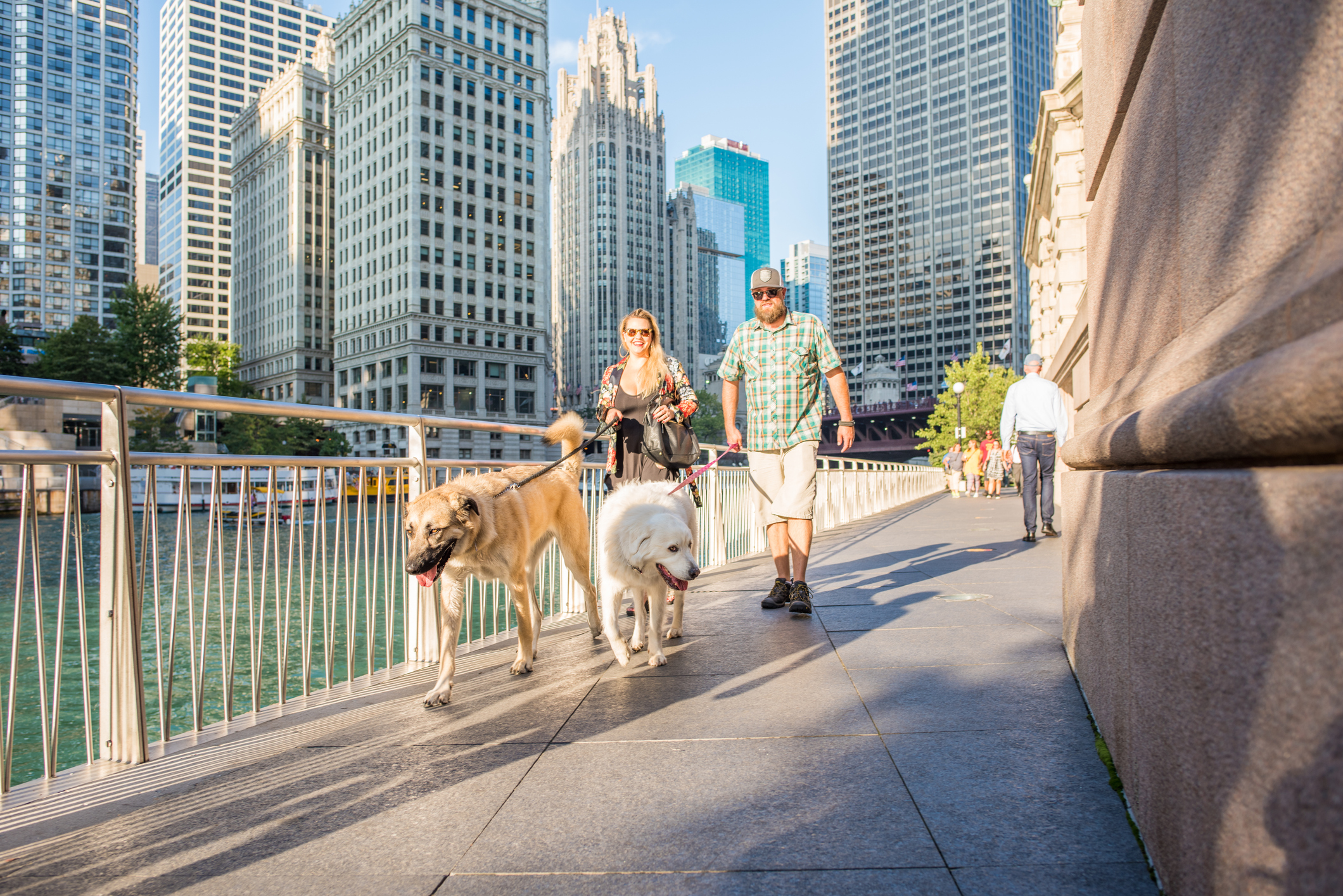 couple walking dogs along river in Chicago