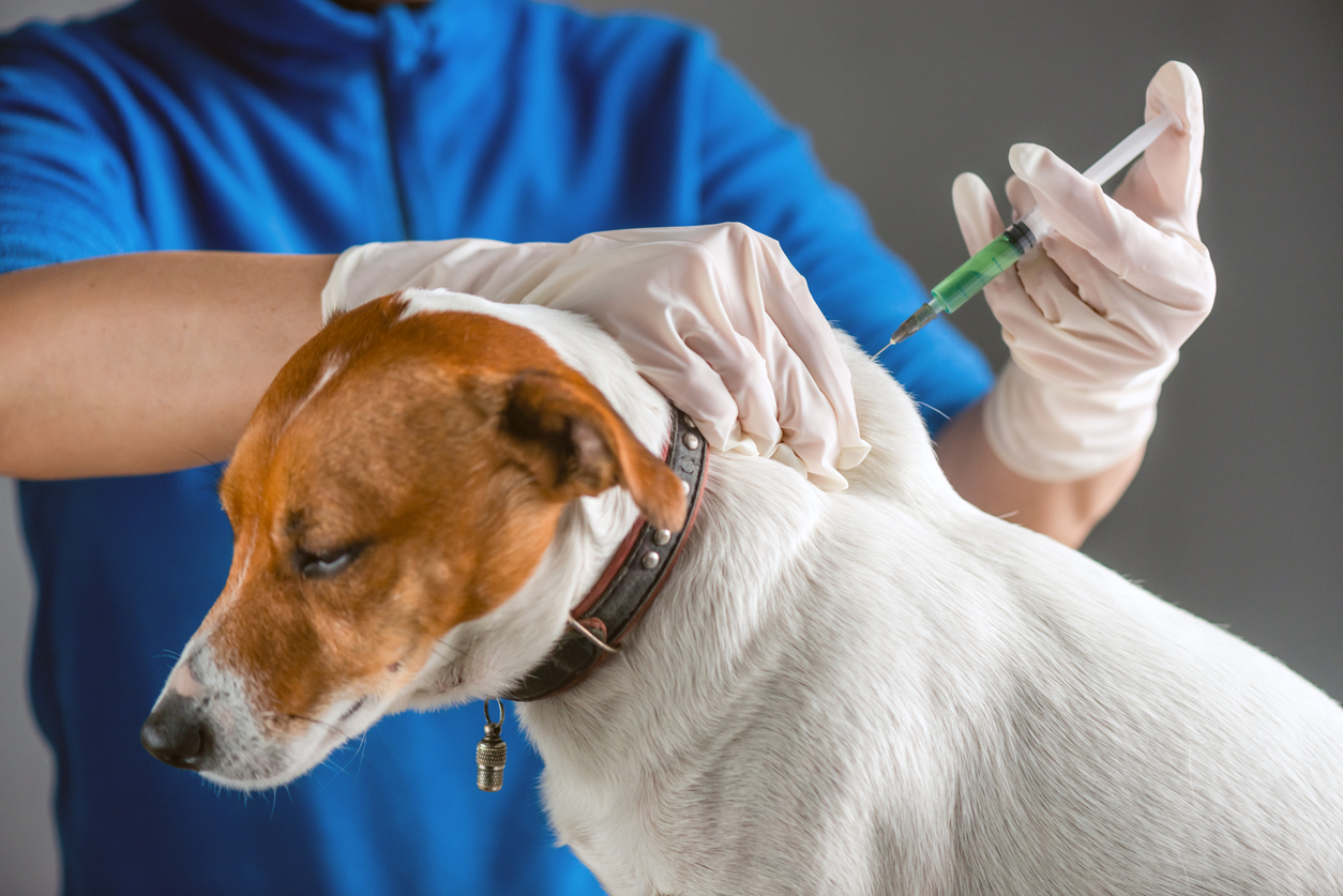 Jack Russel Terrier Getting Vaccine at Vet