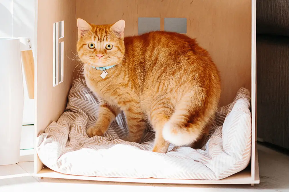 An orange tabby cap sits in his play house.