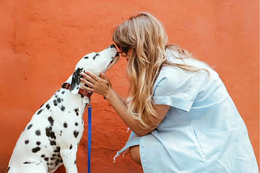 A woman gets a kiss from a dalmatian