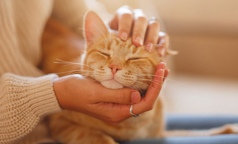Close-up of an orange tabby cat being gently cradled and petted by a person indoors.
