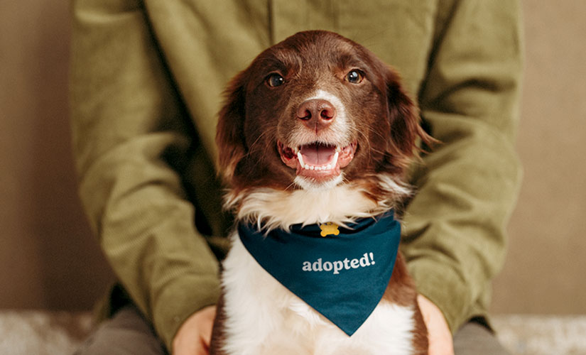 Brown and white dog wearing a blue bandana with the text “adopted!” sits in front of a person indoors.