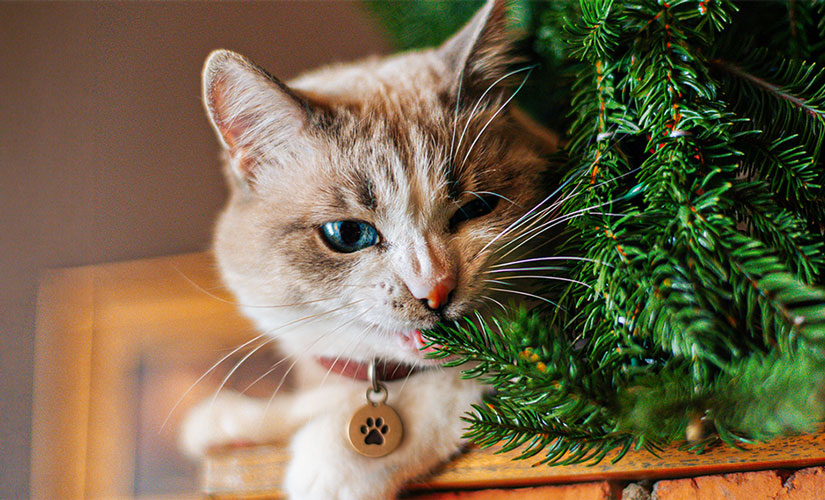 Cat wearing a paw-print ID tag chews the branches of a Christmas tree.