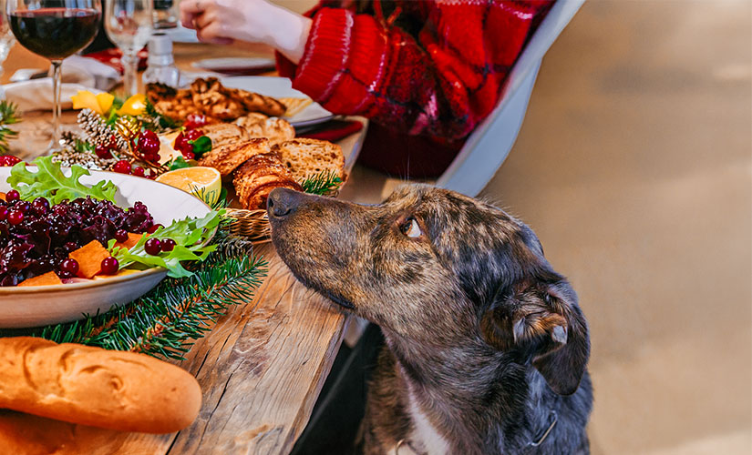 A brindle dog sniffs a festive holiday table filled with salad, bread, cranberries, and seasonal greenery.